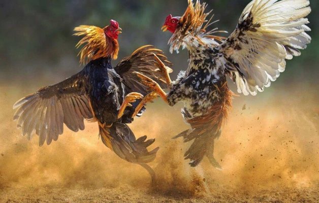 Kinh nghiệm tối ưu khi theo dõi đá gà trực tiếp